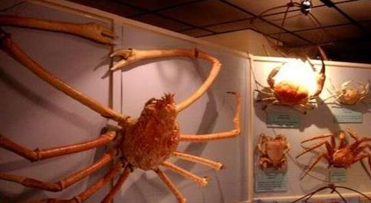 世界上最大的甲壳动物 日本蜘蛛蟹 蟹腿长达4米