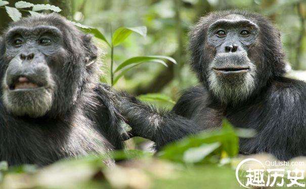 为什么在大众文化中，黑猩猩就成了怪力的代名词？
