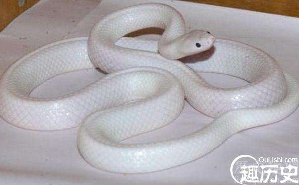 这条罕见的白色蛇可能是一种白色亚种，通体白色漂亮极了！