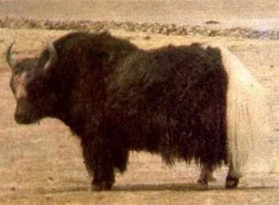 牦牛-生活在最高处的哺乳动物，生长在海拔3千米以上的高寒地区