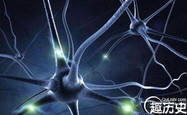 这种名叫原钙粘蛋白的&ldquo;身份密码&rdquo;在大脑神经网络中究竟是如何形成的？