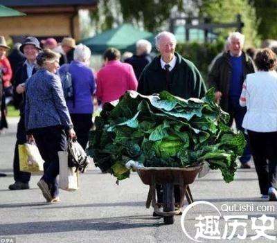 英农葛雷兹布鲁克种出8.2公斤世界最大洋葱