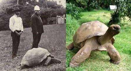 世上年纪最大的陆龟178岁