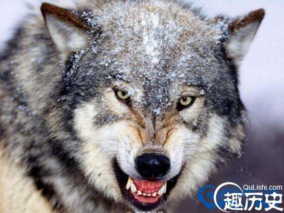世界上最大的犬科动物,北美灰狼(重90公斤/高90cm)
