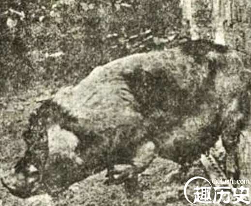 揭秘：1923年“人畜轮回转世”事件，前因后果简述