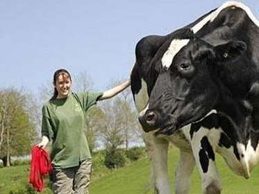 世界上最大的奶牛——身高接近2米高