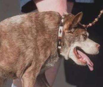 世界上最丑的狗，号称“宠物界中的卡西莫多”