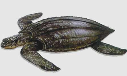 世界上最大的龟——棱皮龟 得名完全来源于它的外观特征