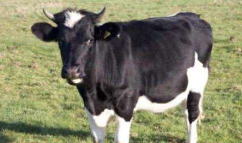 世界上最大的牛，美国黑白花牛身高1米9体重2300磅