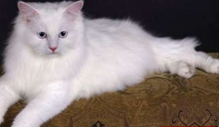 世界上最古老的长毛猫品种之一 起源早自16世纪