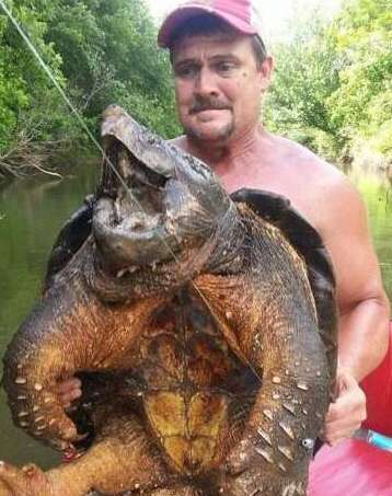 世界上最大的水龟——真鳄龟