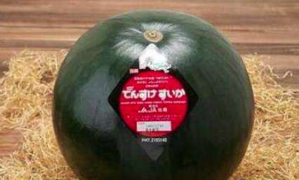 世界上最贵的西瓜，日本densuke黑皮西瓜售价6100美元