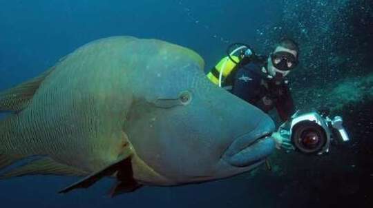 世界上最大的珊瑚鱼类——2米苏眉鱼重400斤
