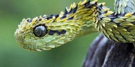 世界上最漂亮的蛇 被咬到会致命 趣历史