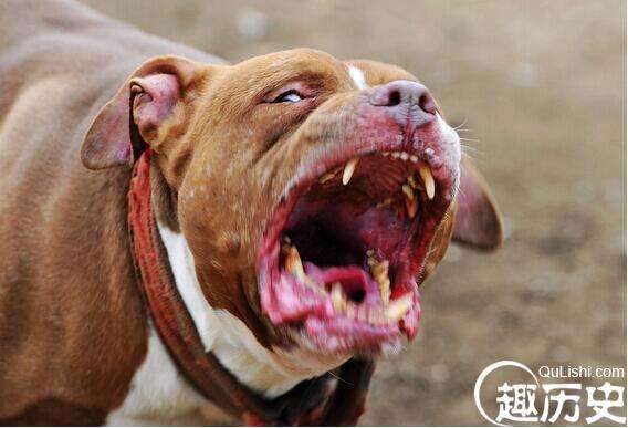 世界上最凶猛的狗排行 比特犬第一 打起架来不怕疼的存在 趣历史