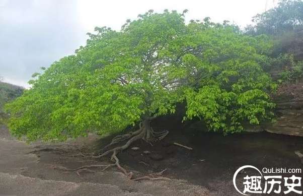 全世界最危险的树：毒番石榴树，全身都是毒，摸都摸不得
