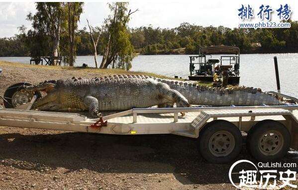 巨无霸，这才是世界上最大的鳄鱼