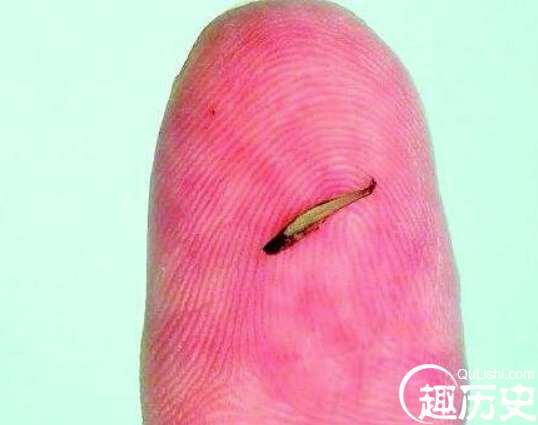 世界上最小的脊椎动物，成年斯托特微型鱼体长仅有7毫米