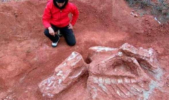 巨型恐龙遗骸出土，恐龙出现时间提前三千万年