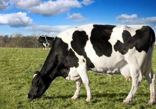 揭秘奶牛悲惨的一生，奶牛为什么会不断产奶