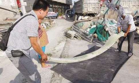 世界上最大的鱼刺——3米长，重达90斤