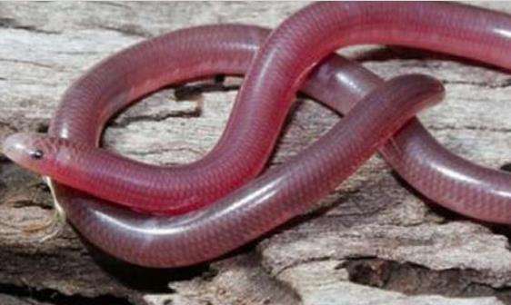 世界上最小的蛇，钩盲蛇和蚯蚓一样大