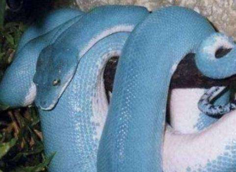 世界上最罕见最珍稀的蛇——蓝血蛇