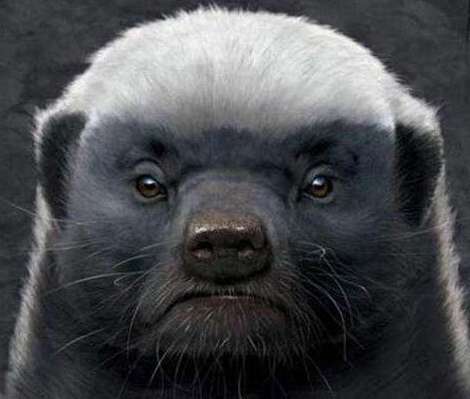 世界上最大胆的动物——平头哥蜜獾