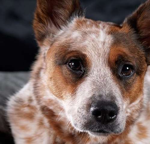 世界上寿命最长的狗 一只名叫 布兽伊 的澳洲牧牛犬活了29年5个月 趣历史