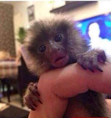 世界上最小的猴子只有一个手指头的大小而得名