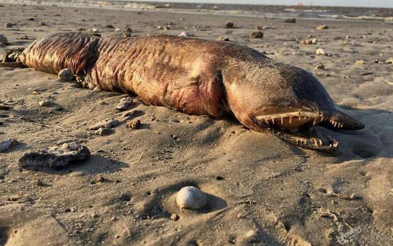 美国飓风“哈维”过后 海滩上出现了一只神秘的海洋生物