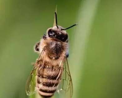 为什么爱因斯坦预言蜜蜂灭亡后，人类也会灭亡？