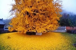 中国最美银杏树！1400年前李世民亲手所栽 