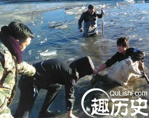 青海湖畔数百只羊过河遇冰面坍塌 半数死亡