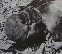 （老照片）第二次世界大战中被俘被杀的日军