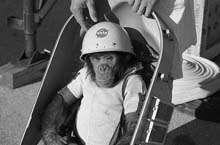 60年代的太空大战 黑猩猩坐过火箭后胃口变坏