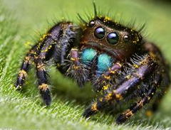 大量神秘巨型蜘蛛"成精"原因难倒大批科学家