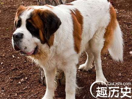 世界上最大的狗排名世界体型最大的六种狗 趣历史
