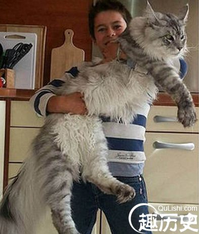 巨猫