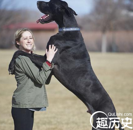 世界最高狗