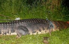 世界上最大的食人巨鳄被捕 六人已被吃