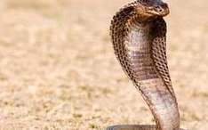 世界十大最毒的蛇 看到一定要跑！