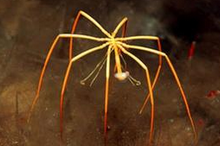奇特生物海蜘蛛 体长25厘米生殖器长在腿上