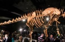 “泰坦巨龙”化石美国展出 骨架长约37.2米