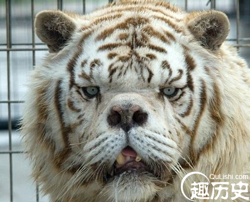 世界最丑白虎