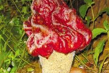 世界上最臭的花：尸香魔芋花