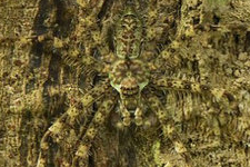 盘点动物世界十大顶级伪装大师：苔藓叶尾壁虎