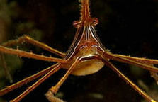 全球十大最怪异的螃蟹物种：人面螃蟹