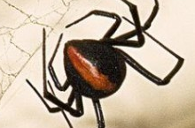 盘点世界十大最毒蜘蛛：鸟蛛、鼠蛛、黄囊蛛