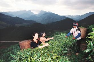 瑶族文化 瑶族的茶有着什么样的民族文化